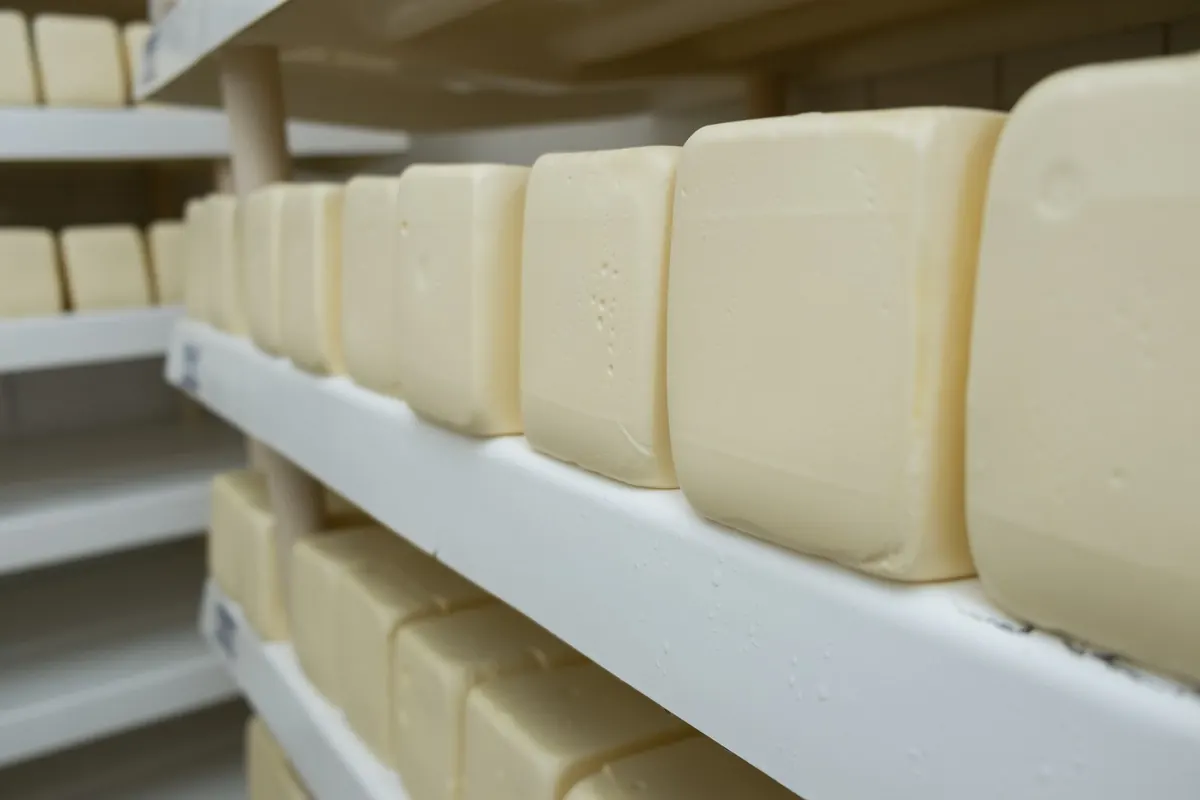 Blocos de queijo em maturação, enfileirados nas prateleiras brancas da câmara do laticínio