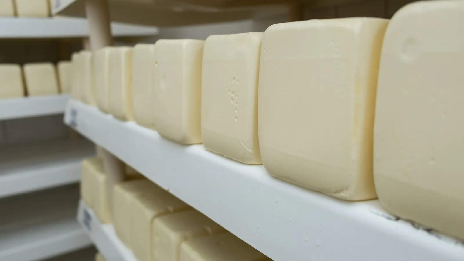 Blocos de queijo em maturação, enfileirados em prateleiras brancas
